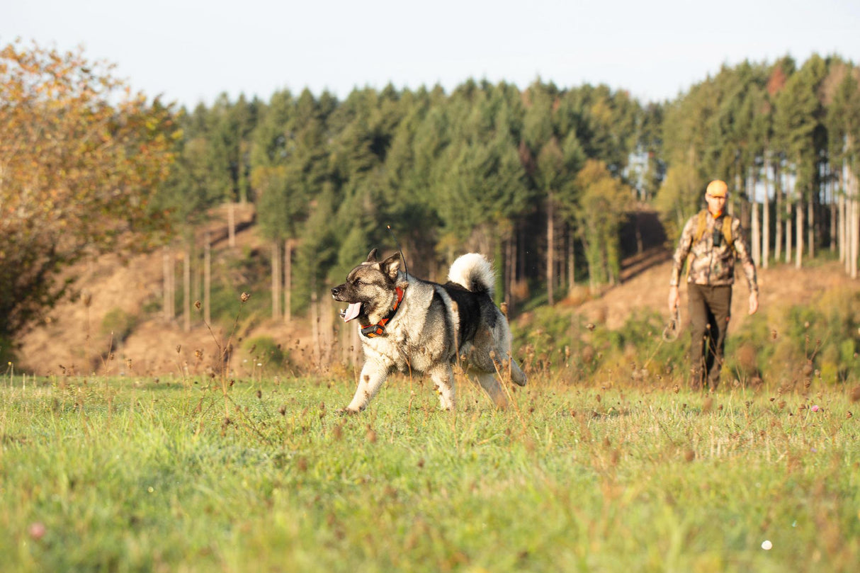 Alpha T20 GPS collar