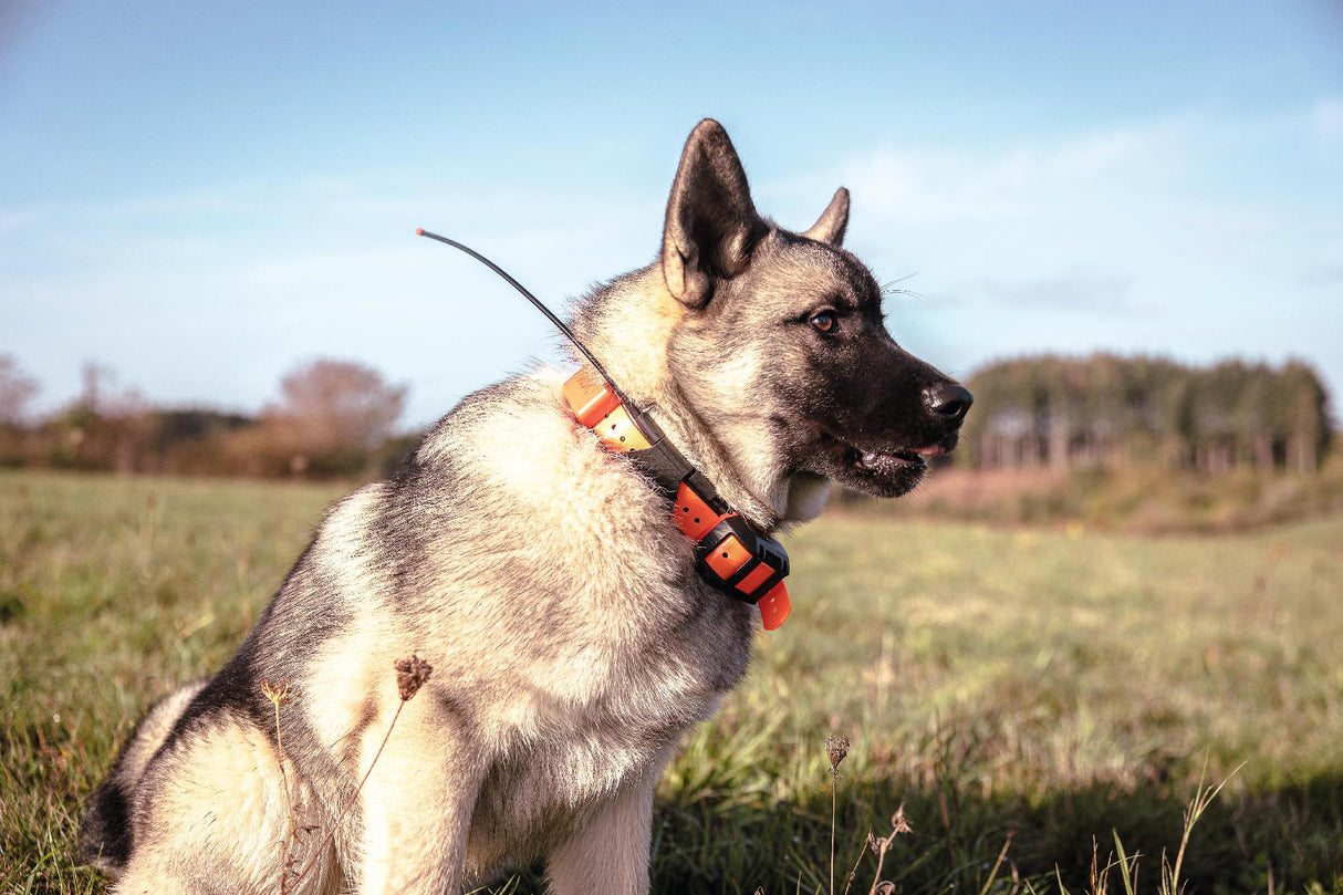 Alpha T20 GPS collar